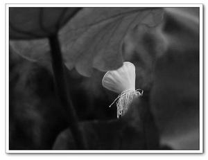 影像調子 影像調子