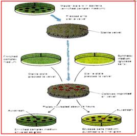分批培養法 分批培養法