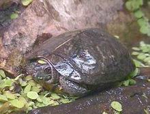 牟氏水龜