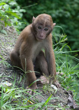 熊猴喜馬拉雅亞種 熊猴喜馬拉雅亞種