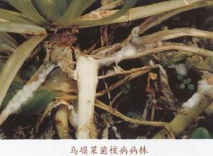 烏塌菜菌核病 烏塌菜菌核病