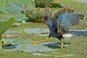 美洲紫青水雞 美洲紫青水雞