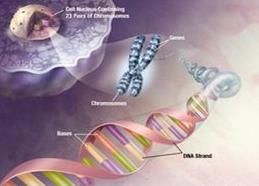 生物醫學工程 生物醫學工程