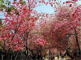 雲南櫻花 雲南櫻花