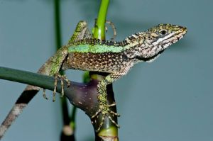 昆明龍蜥 昆明龍蜥