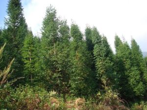 曼蚌一隊村 曼蚌一隊村