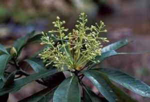 倒卵葉潤楠 倒卵葉潤楠