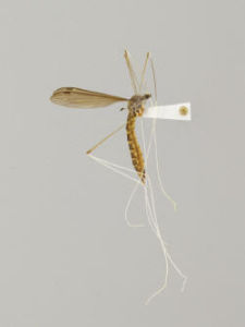 白脛長大蚊（雌）