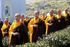 舟山普陀佛茶 舟山普陀佛茶