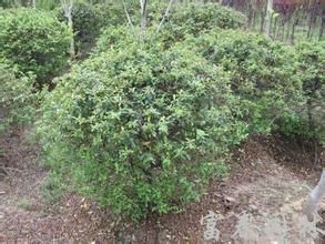 碾子頭村 碾子頭村