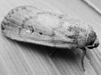 二點委夜蛾 二點委夜蛾