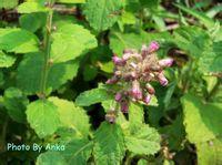 滇桂艾納香 滇桂艾納香