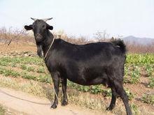 滄山黑山羊的姿勢