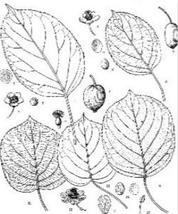 心葉獼猴桃 心葉獼猴桃