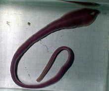 新長棘吻蟲屬 新長棘吻蟲屬