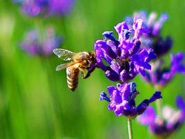 新疆薰衣草蜜 新疆薰衣草蜜