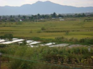 守信五一村水田