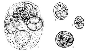 文榮球蟲屬 文榮球蟲屬