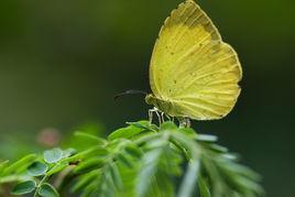 寬邊小黃蝶 寬邊小黃蝶
