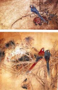 斑鳩鸚鵡特寫 斑鳩鸚鵡特寫