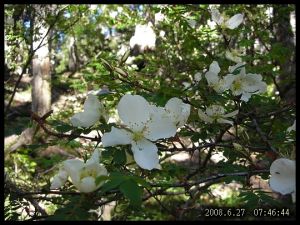 玉山薔薇 玉山薔薇