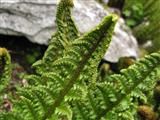 刺尖鱗毛蕨 刺尖鱗毛蕨