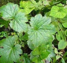 紫草化毒湯 紫草化毒湯