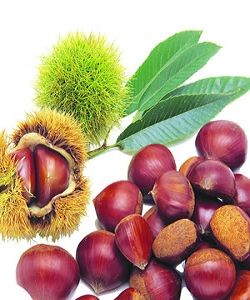 野山栗 野山栗