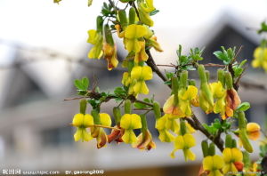 白毛錦雞兒 白毛錦雞兒