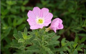 裂葉月光花 裂葉月光花