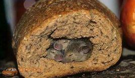 肉餡麵包 肉餡麵包