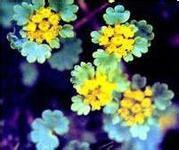 滇黔金腰 滇黔金腰