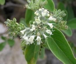 小葉灰毛蕕 小葉灰毛蕕