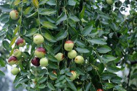 茌平圓鈴大棗 茌平圓鈴大棗