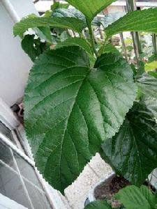 農桑8號 農桑8號