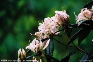 剛刺杜鵑 剛刺杜鵑