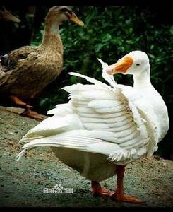 江山白鵝 江山白鵝