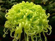 鮮花魚片湯 鮮花魚片湯