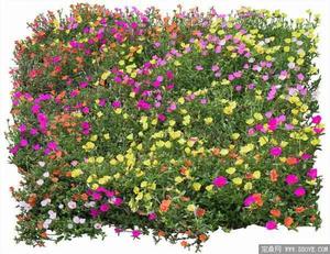 地被花卉