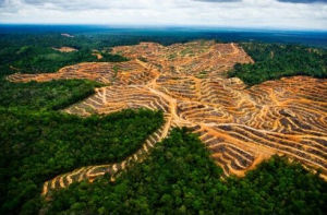 熱帶雨林農業文化區 熱帶雨林農業文化區