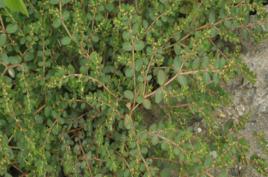 小飛揚草 小飛揚草