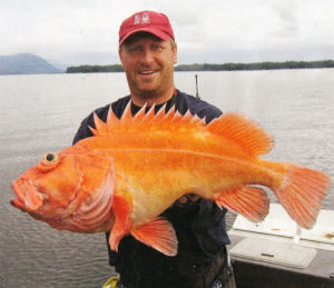 黃眼岩魚 黃眼岩魚