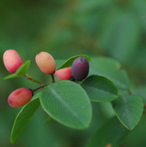 光枝勾兒茶 光枝勾兒茶