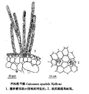 污濁乳節藻 污濁乳節藻