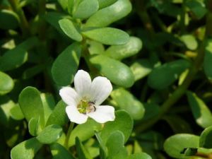 假馬齒莧 假馬齒莧