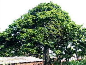 （圖）見血封喉