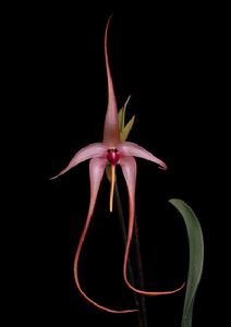 棘唇石豆蘭,石豆蘭中的“花王”。