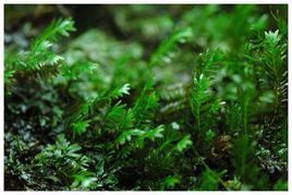 齒葉鳳尾蘚弱邊變種 齒葉鳳尾蘚弱邊變種
