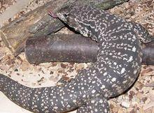 人工飼養阿根廷黑白泰加要注意中高溫度