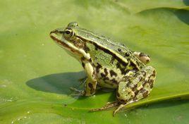 青蛙[兩棲綱無尾目的動物]